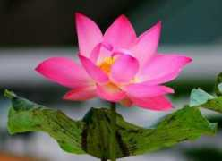 my.yoga-vidya.org Bhante
