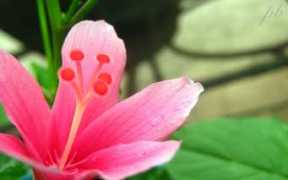 hdwallpapers.in Bharadhwaj