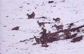 wildlifeofpakistan.com Bharal