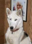 seppalakennels.com Bhargo