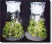 antfarm.yuku.com Bhatkar