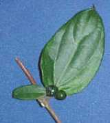 biologia.edu.ar Bibaya