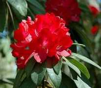 rhododendron.org Bibiani