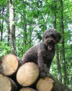 lagottolucignolodelpesco.beepworld.de Bibianne
