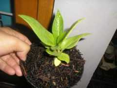 Bibit