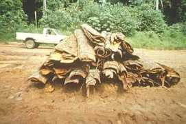 Bibolo