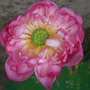 texaswaterlilies.com Bibson