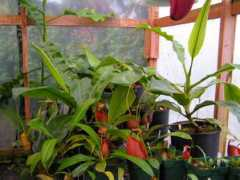 sunbelleexotics.com Bical