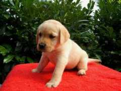 puppydogs.stools.net Biccardi