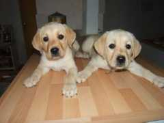 puppydogs.stools.net Biccardi