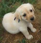 puppydogs.stools.net Biccardi