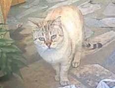 Bichano