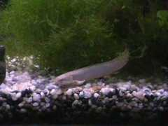tropicalfishgallery.com Bicher