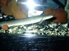 cichlids.com Bicher