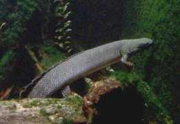whozoo.org Bichir