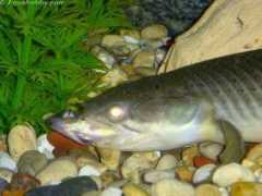 aquahobby.com Bichir