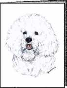 Bichon