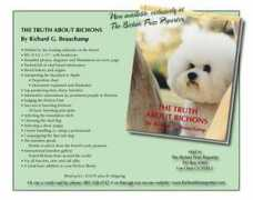 Bichon