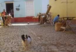 Bichon