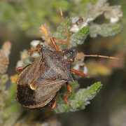 britishbugs.org.uk Bidens