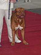 wielkidunczyk.tiu.pl Biegan