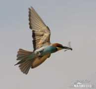 naturephoto-cz.com Bieter