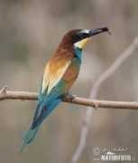 naturephoto-cz.com Bieter