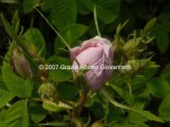 cadellerose.org Bifero