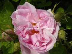 cadellerose.org Bifero