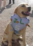 labradors.org Bigare