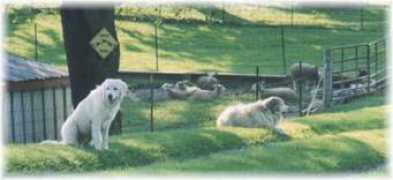 trialanderroracres.com Bigdogs
