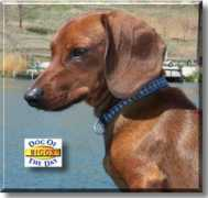 dogoftheday.com Bigglesworth