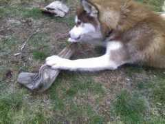 sleddogcafe.com Bigmax