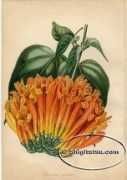 shigitatsu.com Bigonia