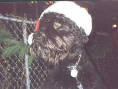 chicagopetcare.com Bigsby