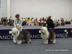 bobtail.ru Bikane