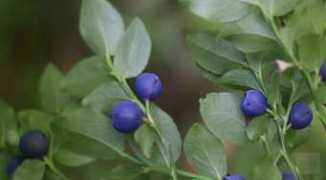 herbco.com Bilberry