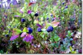 jounisakki.fi Bilberry