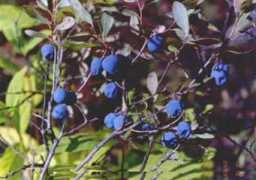 wefpages.com Bilberry