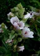 garten-de.com Bilee