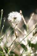 Billoria