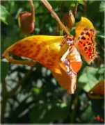 faeriechronicles.com Bilmer