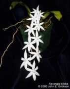 orchids.legolas.org Biloba
