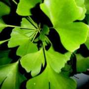 bombayharbor.com Biloba