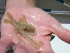 getreeled.com Bimini