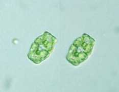 protist.i.hosei.ac.jp Binale