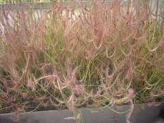 growsonyou.com Binata