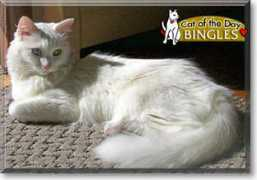 catoftheday.com Bingles