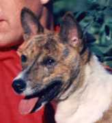 basenji.org Binza