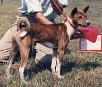 basenji.org Binza